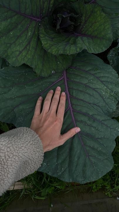 Gartenzeit: Permakultur 1