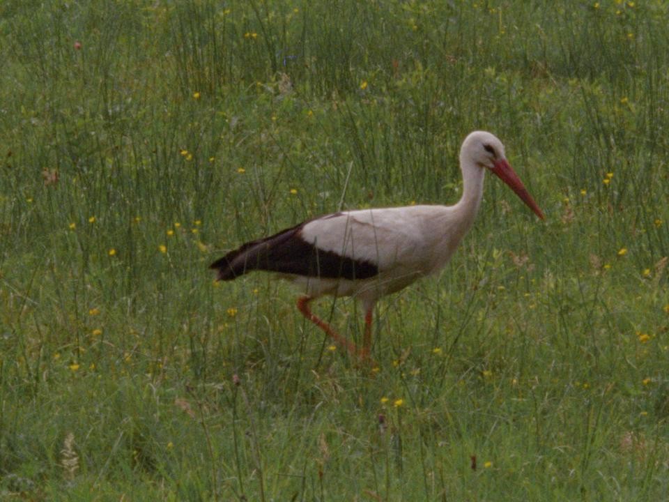 Fokus EWELINA ROSIŃSKA