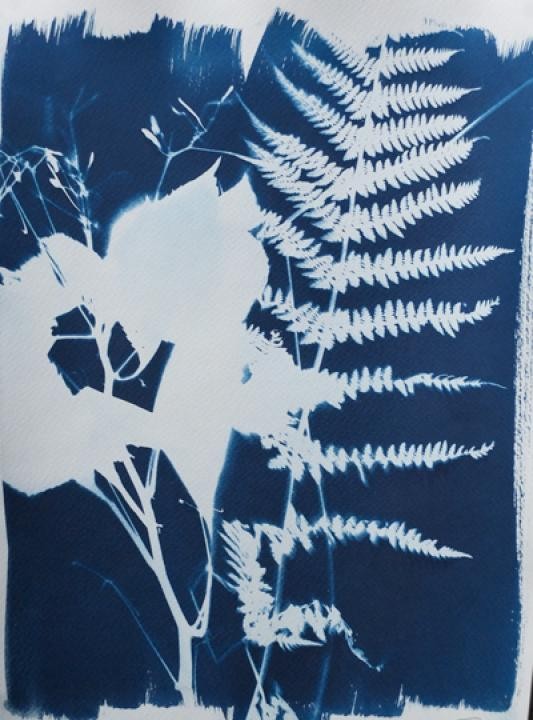kreative Cyanotypie