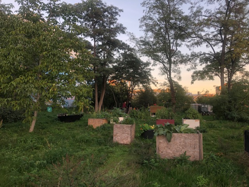 Bäume in der Stadt