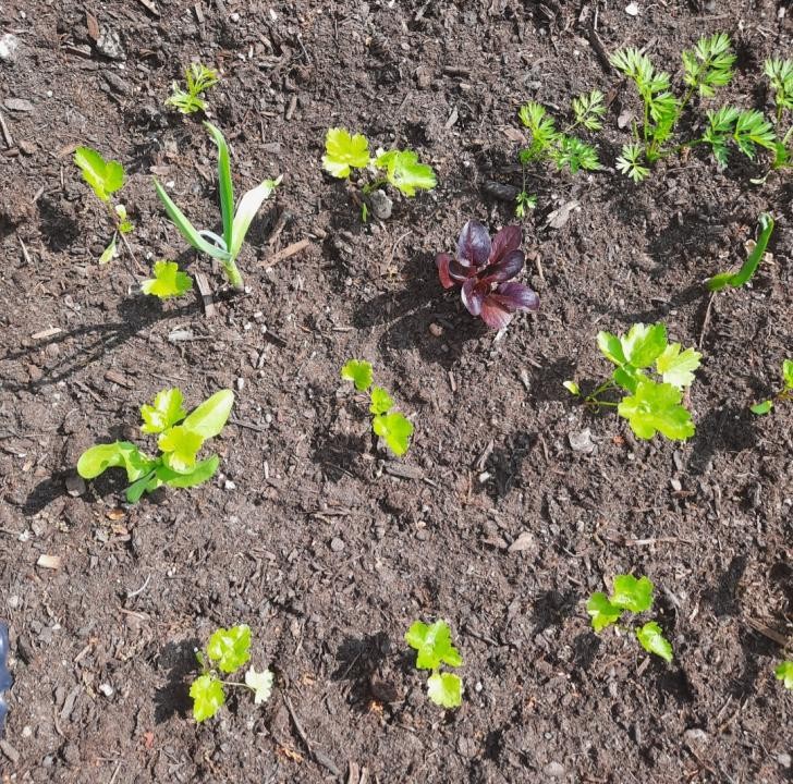 Partnerpflanzen im Beet- was passt wozu?