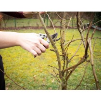 Gartenzeit: Obstbaumschnitt