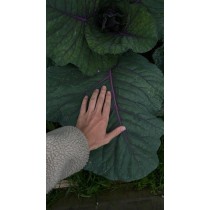 Gartenzeit: Permakultur 1