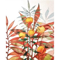 botanische Illustration