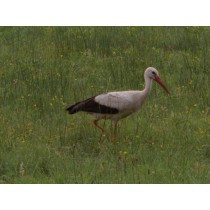 Fokus EWELINA ROSIŃSKA