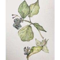 zeichnerisches Herbarium 2