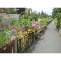 Gartenworkshop Lieblingspflanzen leicht vermehren