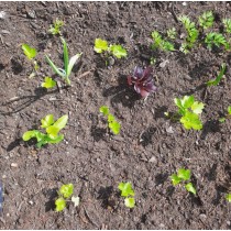 Partnerpflanzen im Beet- was passt wozu?