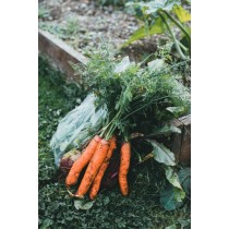Gartenzeit: Permakultur 2