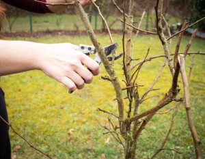 Gartenzeit: Obstbaumschnitt