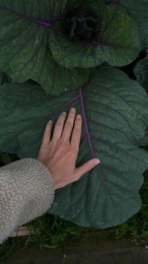 Gartenzeit: Permakultur 1