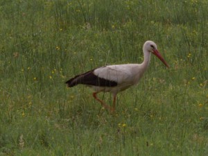 Fokus EWELINA ROSIŃSKA
