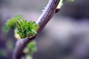 Vermehrung mit Steckhölzern