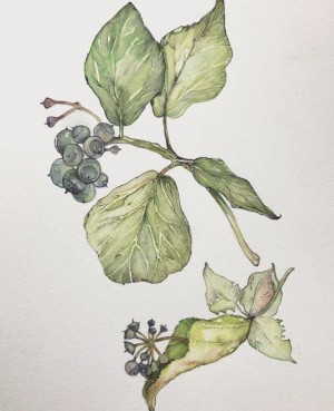 zeichnerisches Herbarium 2