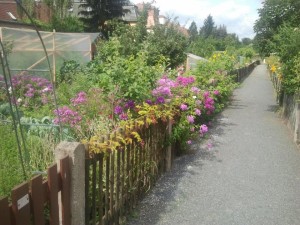 Gartenworkshop Lieblingspflanzen leicht vermehren