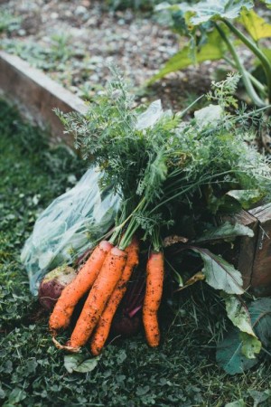 Gartenzeit: Permakultur 2